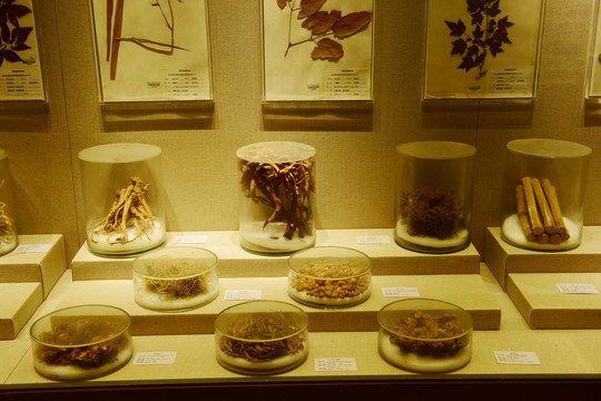 中醫藥博物館展廳