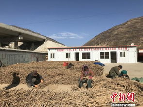 甘肅隴南中藥材 觸網 探小眾化 錯位競爭 差異發展