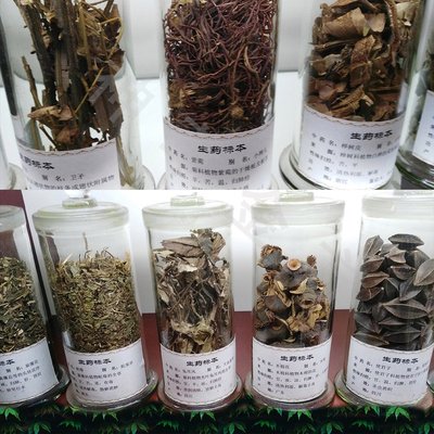 神草金方手工制作中藥材標本 中醫藥標本館展品 中藥文化產品